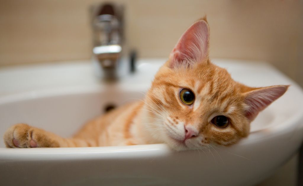 getigerte Katze im Waschbecken