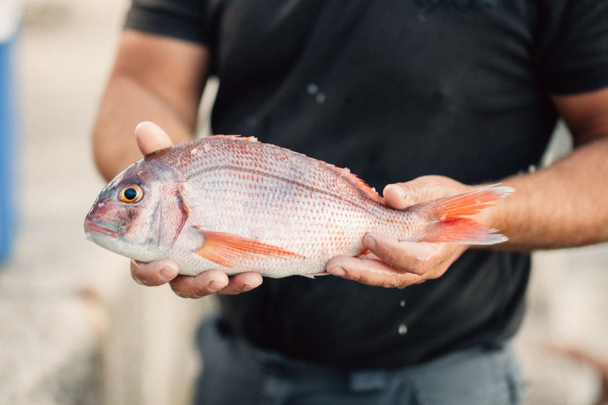 صيد المأكولات البحرية بشكل مستدام