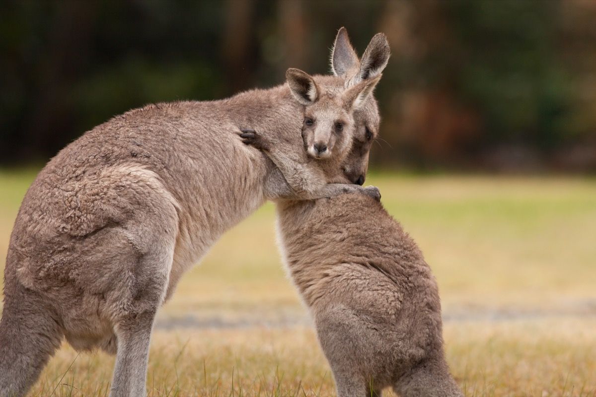 kangourous étreignant dans un champ