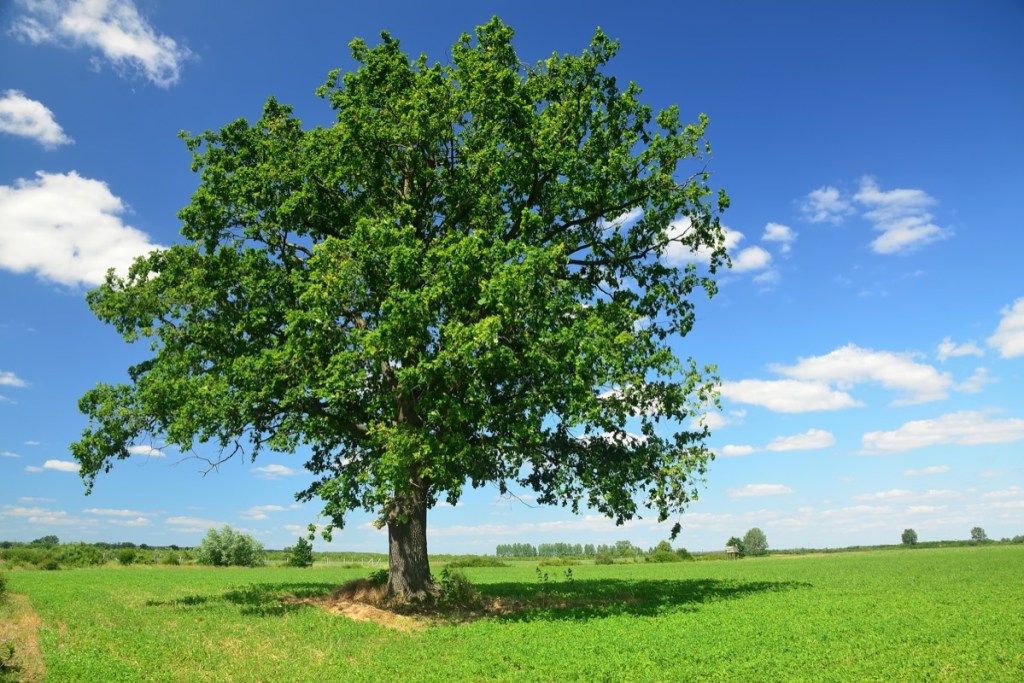 ต้นโอ๊กบนทุ่งหญ้าเขียวขจี