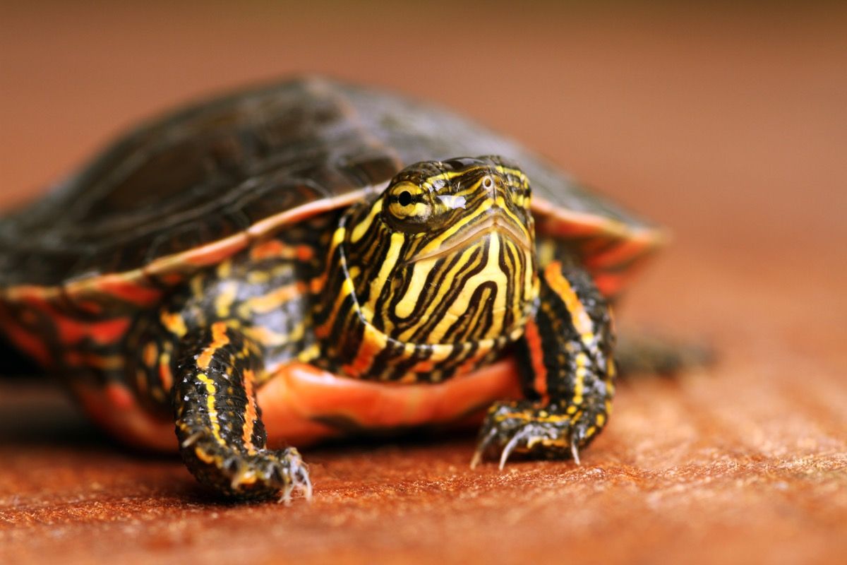 boyalı kaplumbağa, chrysemys pica, daha akıllı gerçekler