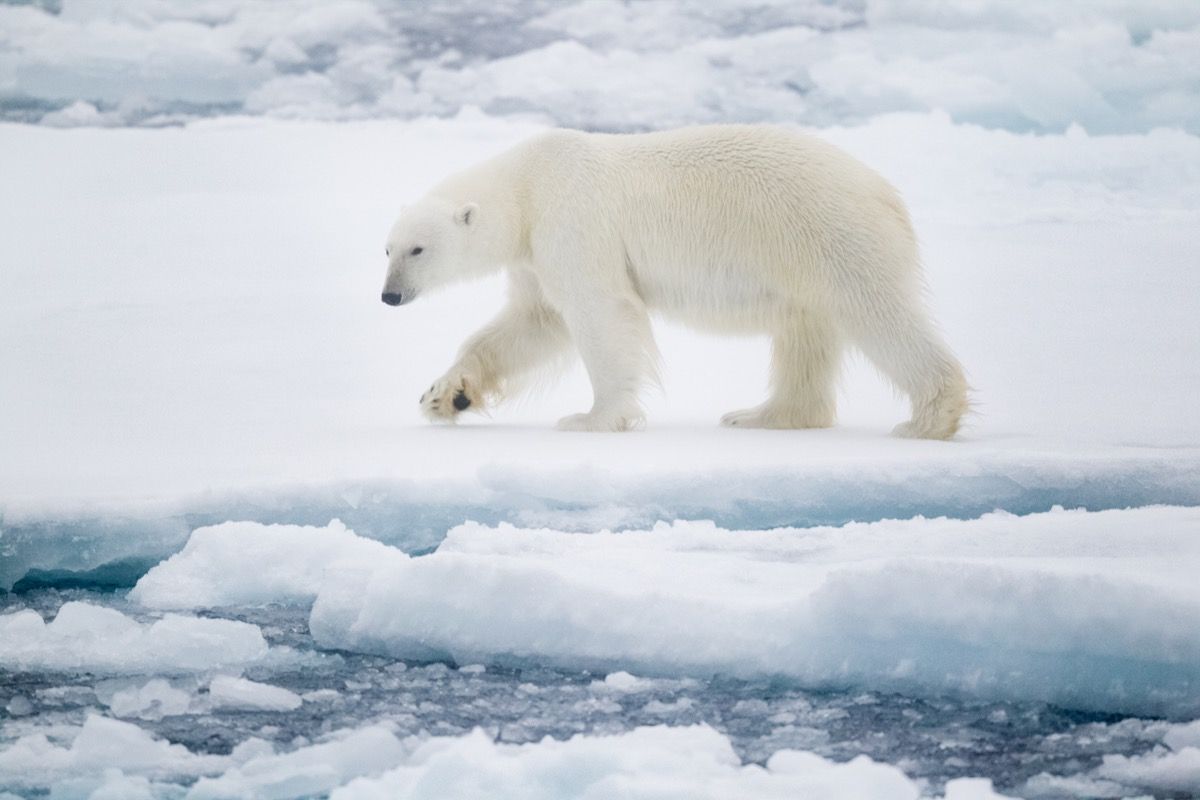 полярна мечка, вървяща по лапата по снега