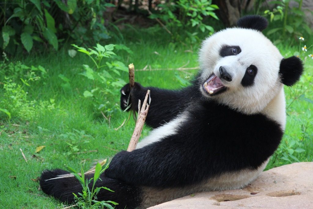 gấu panda cầm một cây gậy