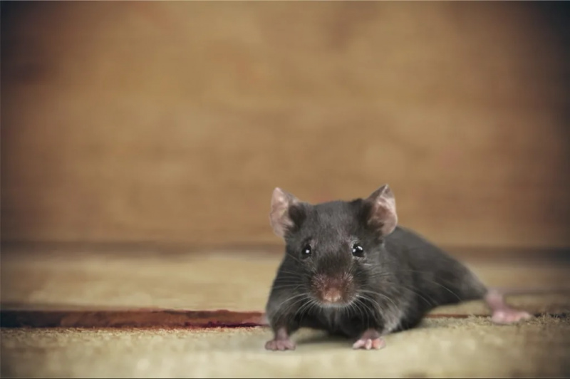   czarna mysz na drewnianej powierzchni