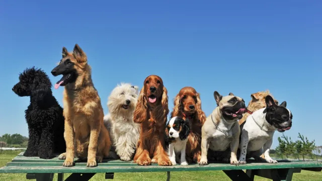 American Kennel Club 데이터에 따르면 가장 인기 있는 개 품종 10가지