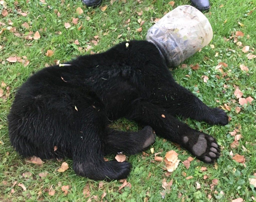 Bear Cub with Jar on its Head {Animal Stories}