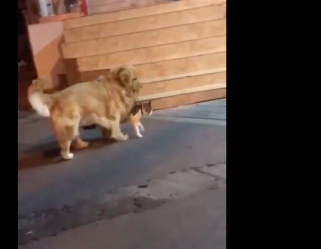 Pes zastaví boj s mačkou {Animal Stories}