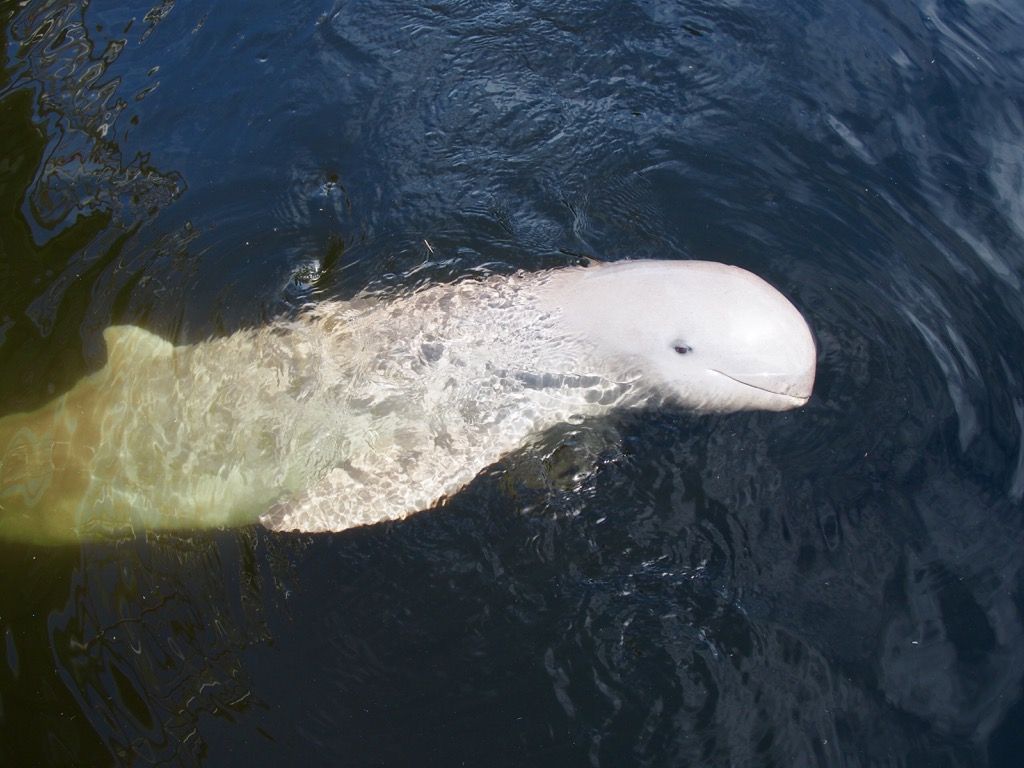 irrawaddy dolfijn
