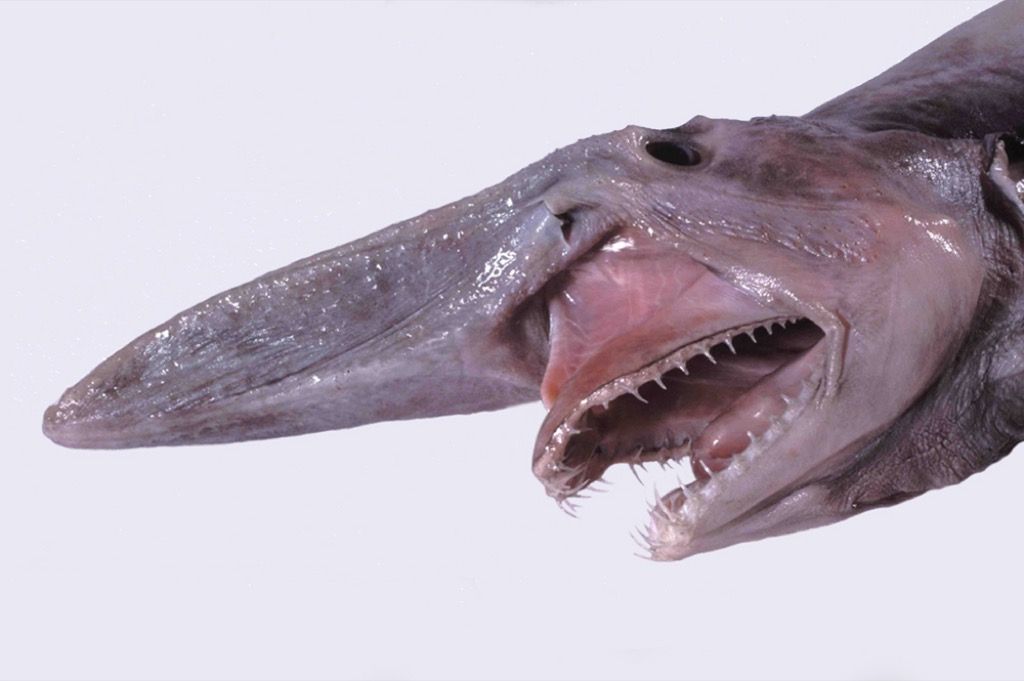 гоблин акула