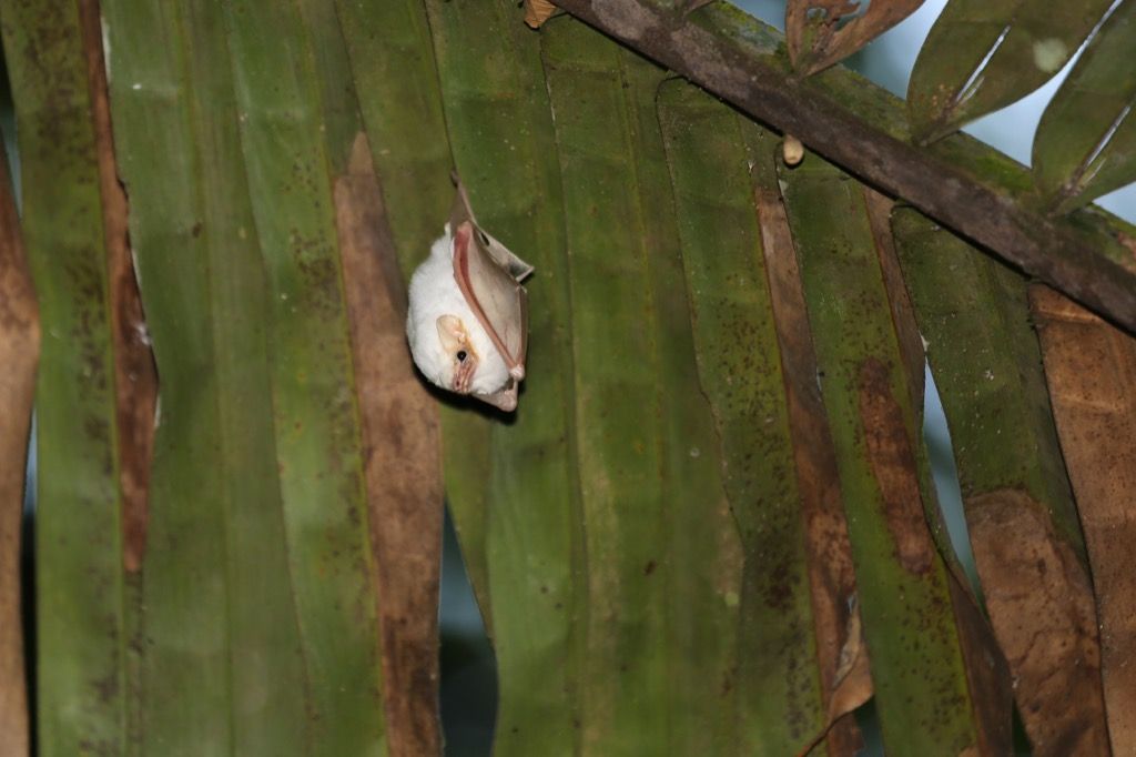 honduraský biely netopier