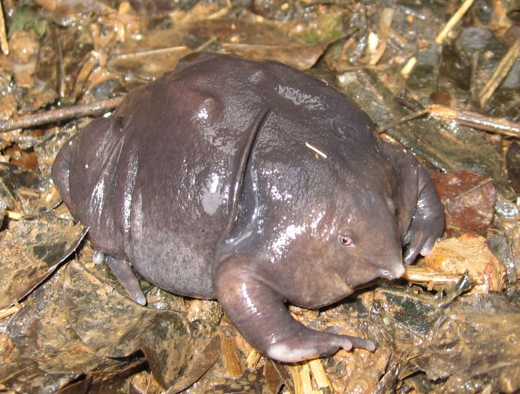 ljubičasta žaba