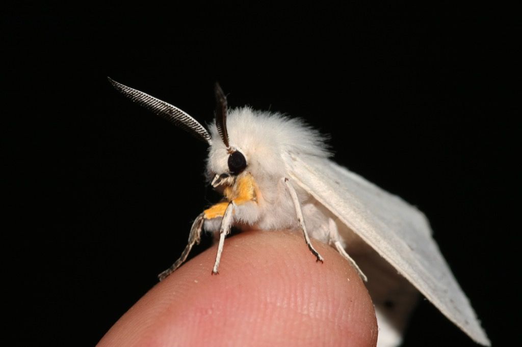 venezuelan poodle moth flickr