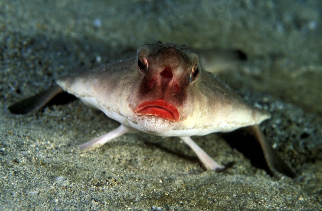 peixe-morcego de lábios vermelhos