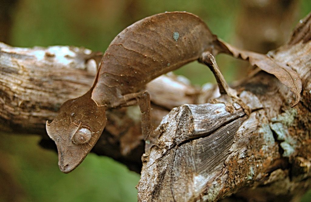 сатанински лист опашка гекон