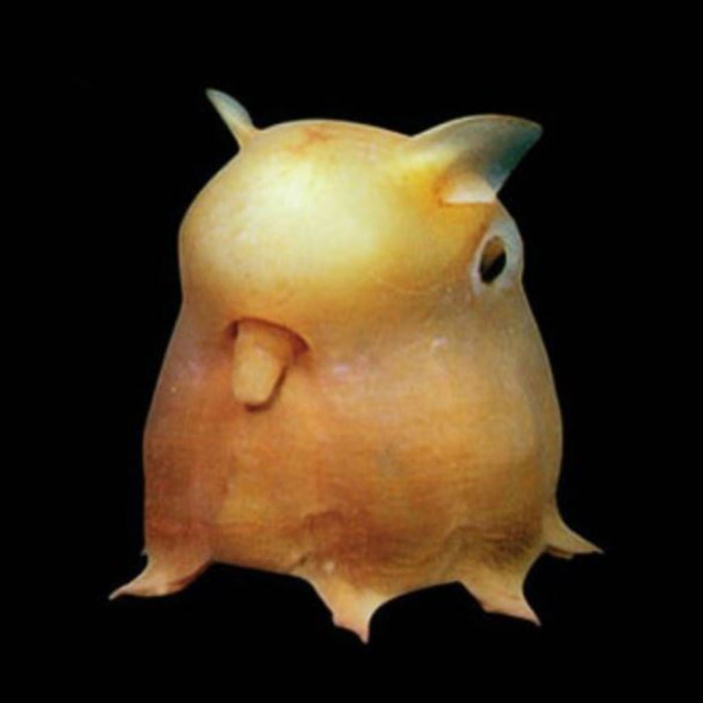 dumbo hobotnica