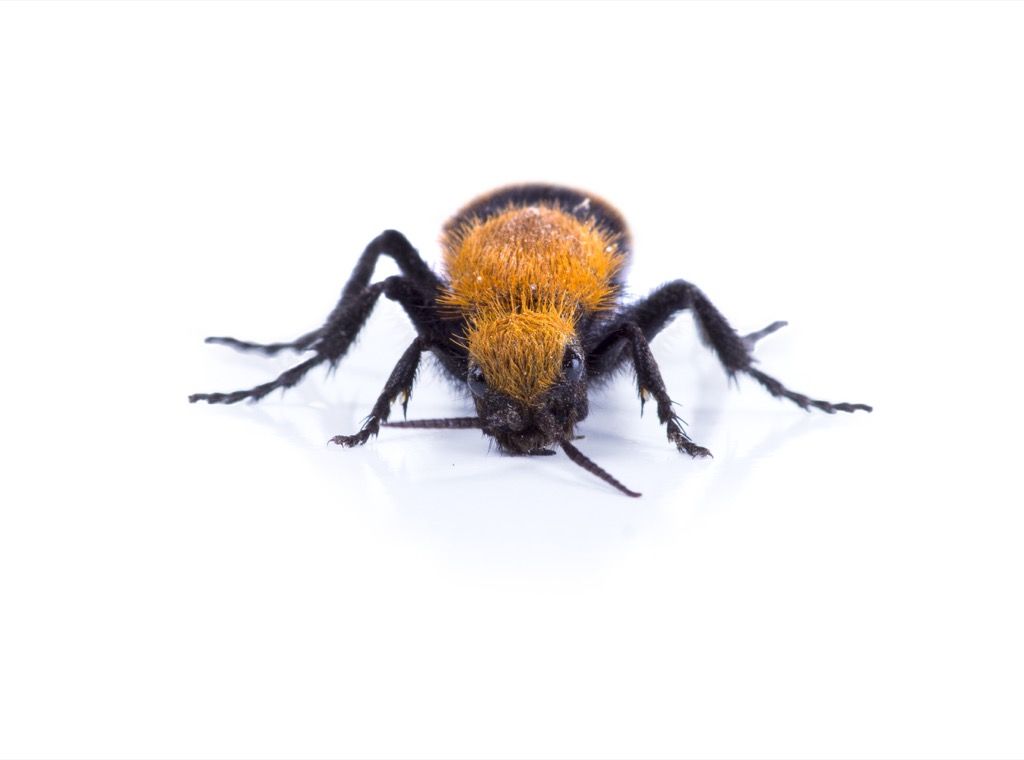 pandos skruzdėlė