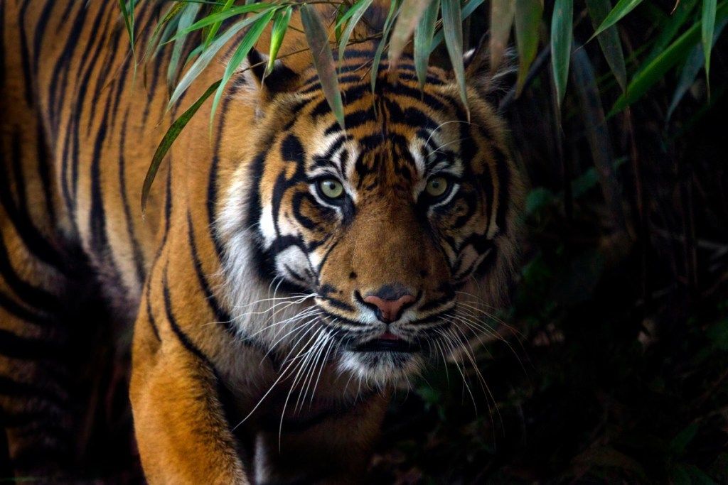 sumatranski tiger