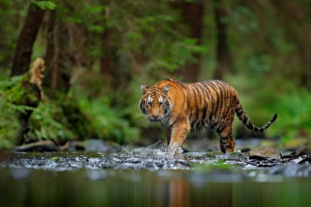 amurski tiger