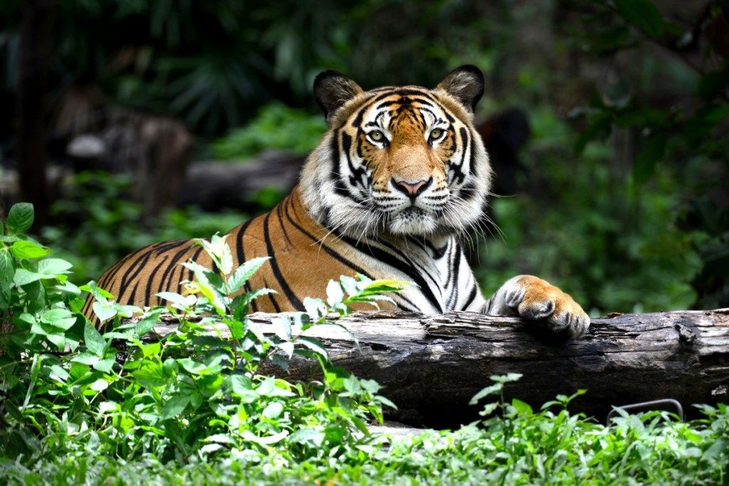 bengālijas tīģeris