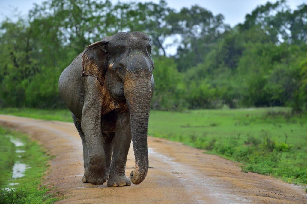 Šrilankas zilonis
