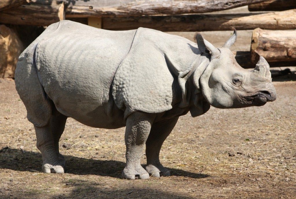 javanski nosorog