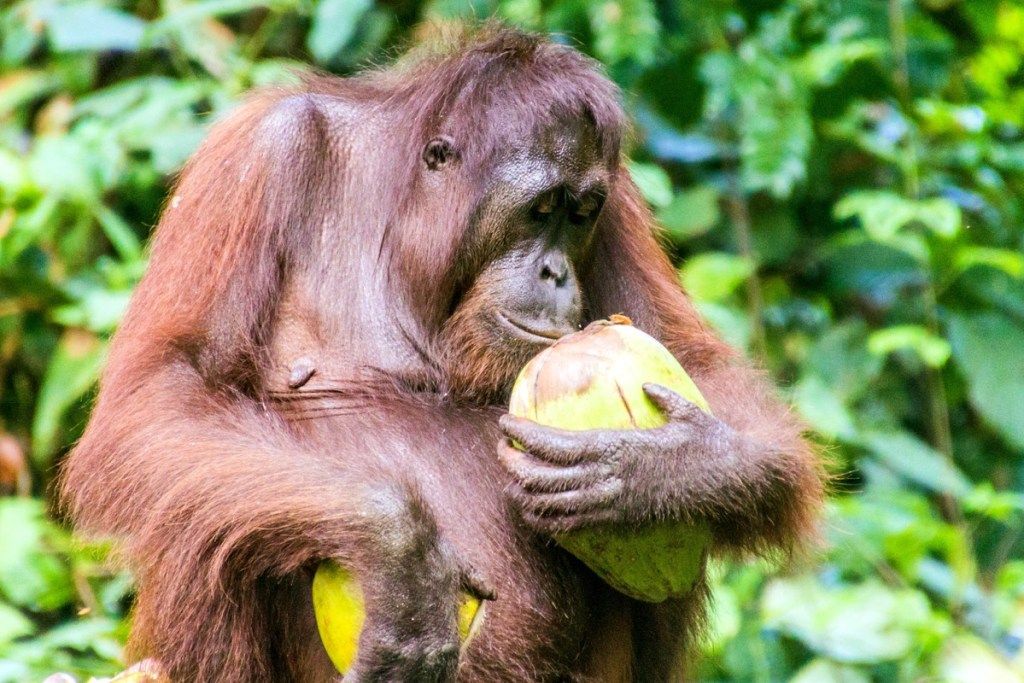 Borneona orangutāns