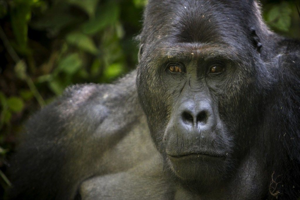 austrumu zemienes gorilla