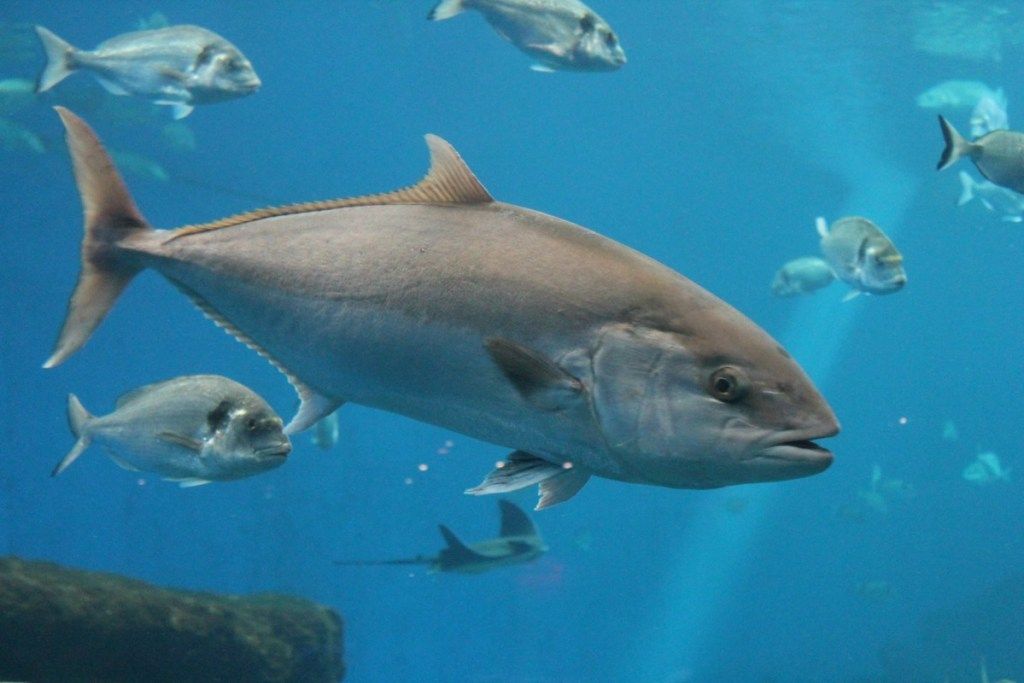 modroplavutega tuna