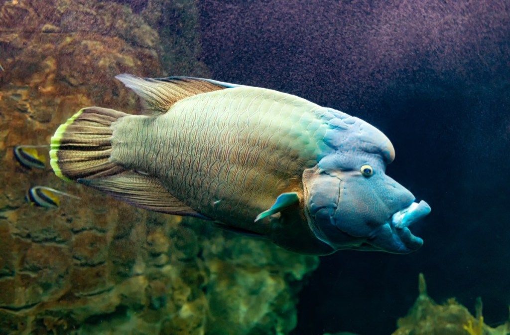 humfed wrasse