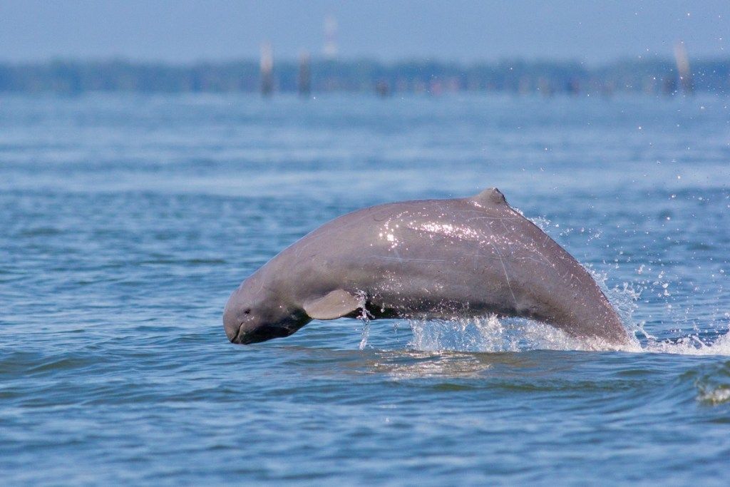 neupravičeni delfin