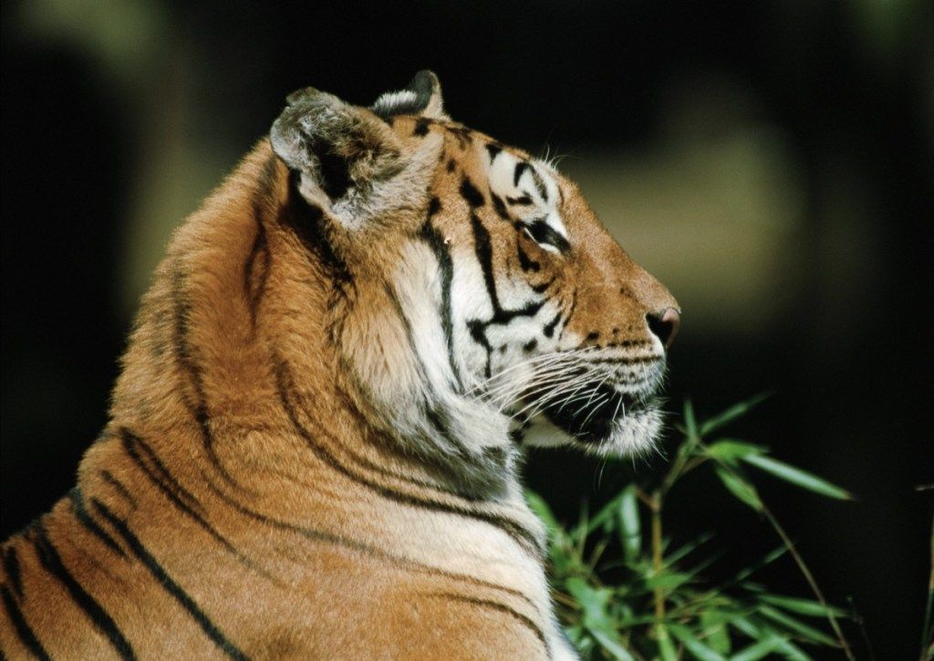 malajski tiger