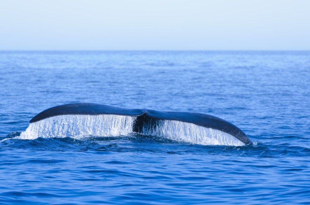 severnoatlantski desni kit