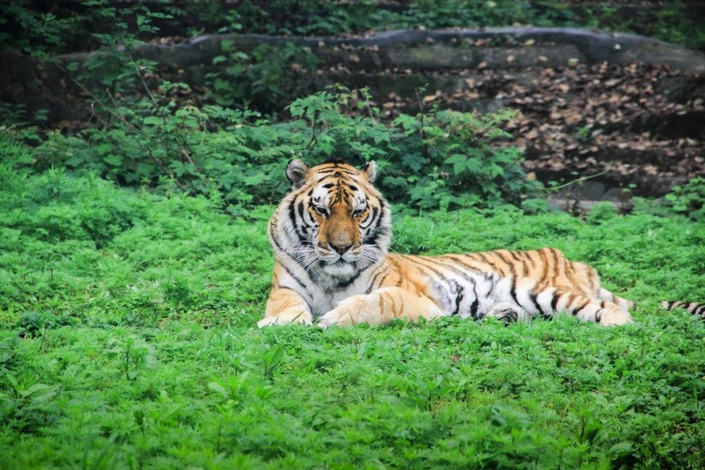 južnokitajski tiger