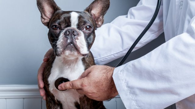 Saladuslik koerte haigus levib kogu USA-s – need tõud on kõige enam ohustatud