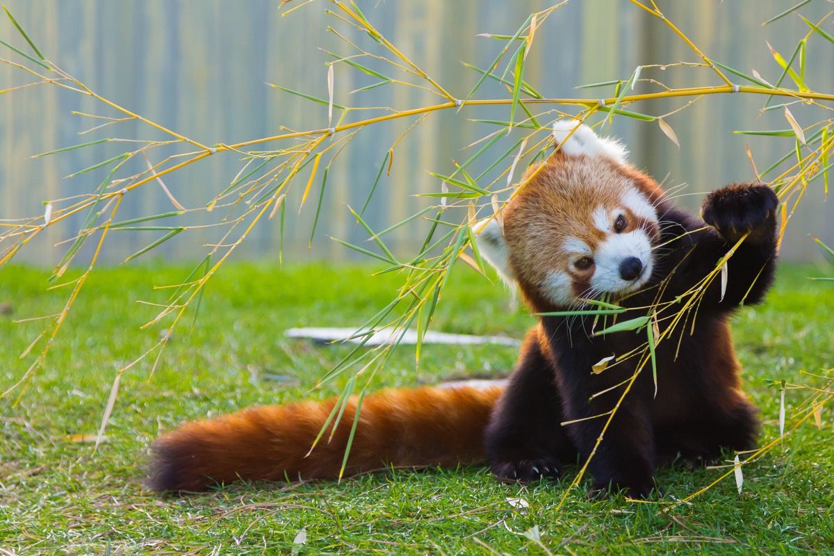 rød panda