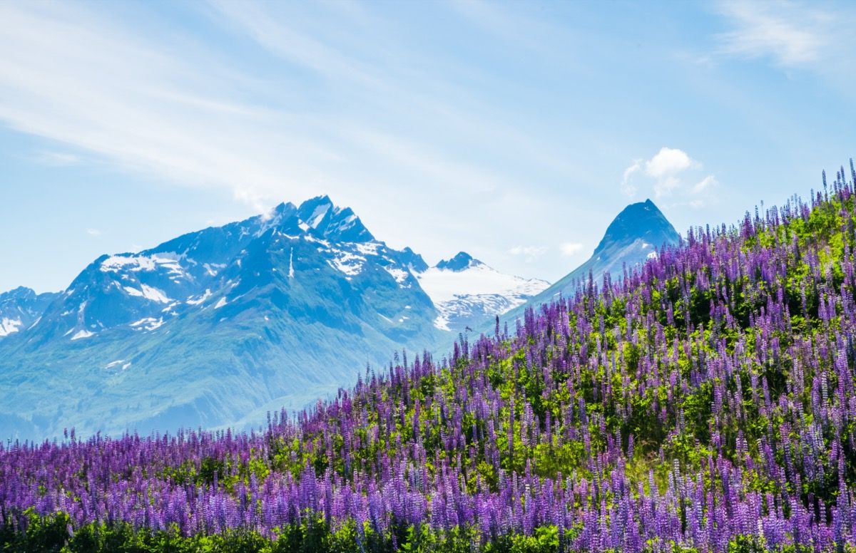 purpurinės gėlės ir kalnas Valdeze, Aliaskoje