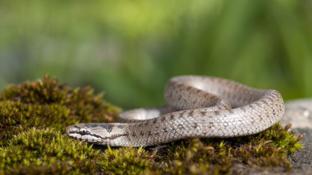   Serpiente gris en el suelo