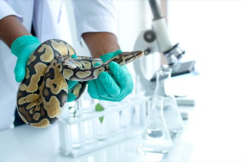   Змия в лаборатория