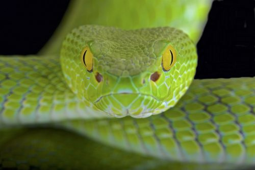   Змия отблизо's Eyes