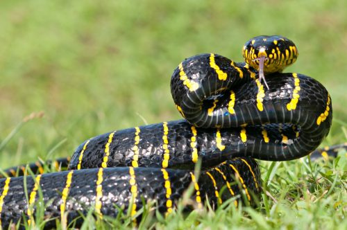   Serpiente venenosa negra y amarilla en la hierba