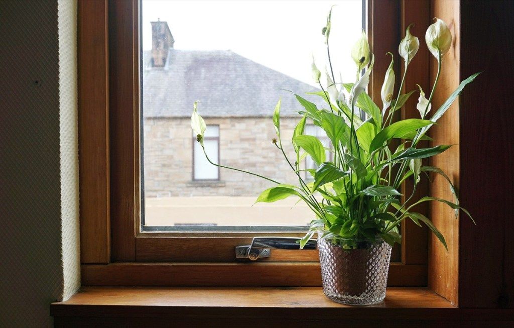 Békés liliomok egy ablakpárkányon otthoni veszélyek