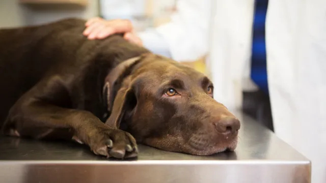 Jag är en veterinärtekniker och det här är de fyra hundraserna jag aldrig skulle äga