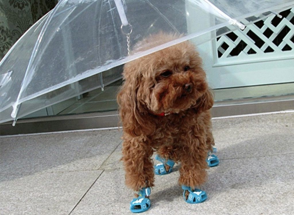 Paraguas para mascotas inútiles productos brillantes.