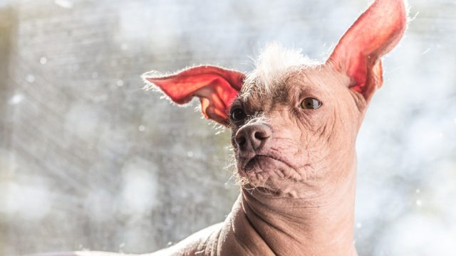 8-те най-грозни породи кучета според експерти