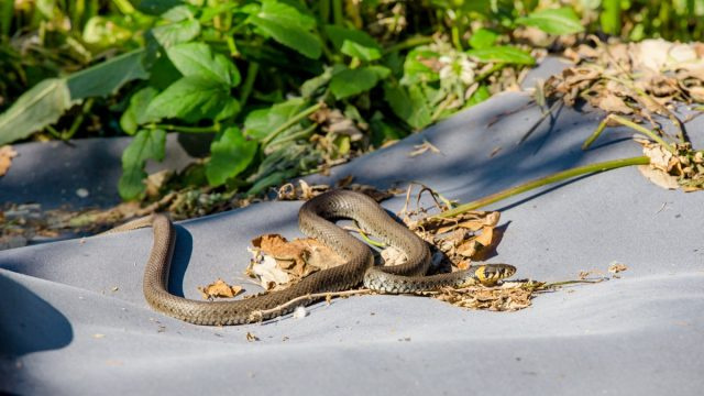 6 често срещани растения, които държат змиите извън вашия двор, казват експерти