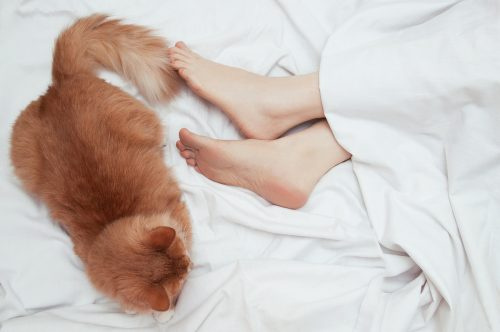   एक नारंगी बिल्ली एक कोकेशियान महिला के चरणों में बिस्तर पर सोती है।