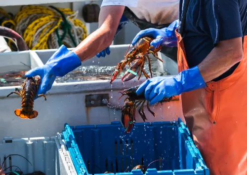   Lobster Maine disortir ke dalam tong untuk dijual saat masih di atas kapal penangkap lobster.