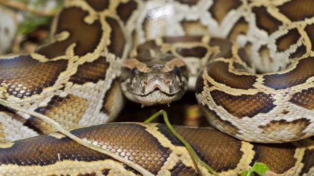 'สัตว์ประหลาด' งูหลามรุกราน 200 ปอนด์ที่พบในฟลอริดา—ทำไมพวกมันถึงหยุดไม่ได้