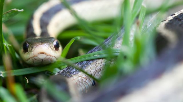   Một con rắn garter ẩn trong cỏ