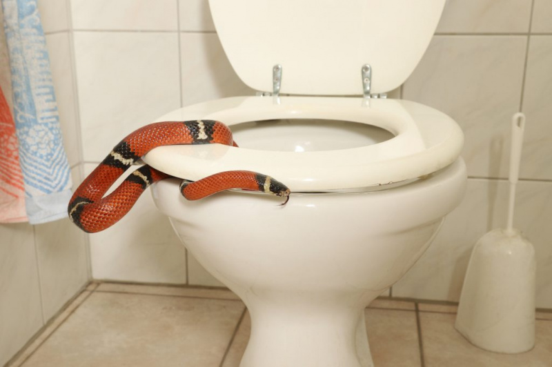   Một con rắn đỏ và đen chui ra từ một nhà vệ sinh.